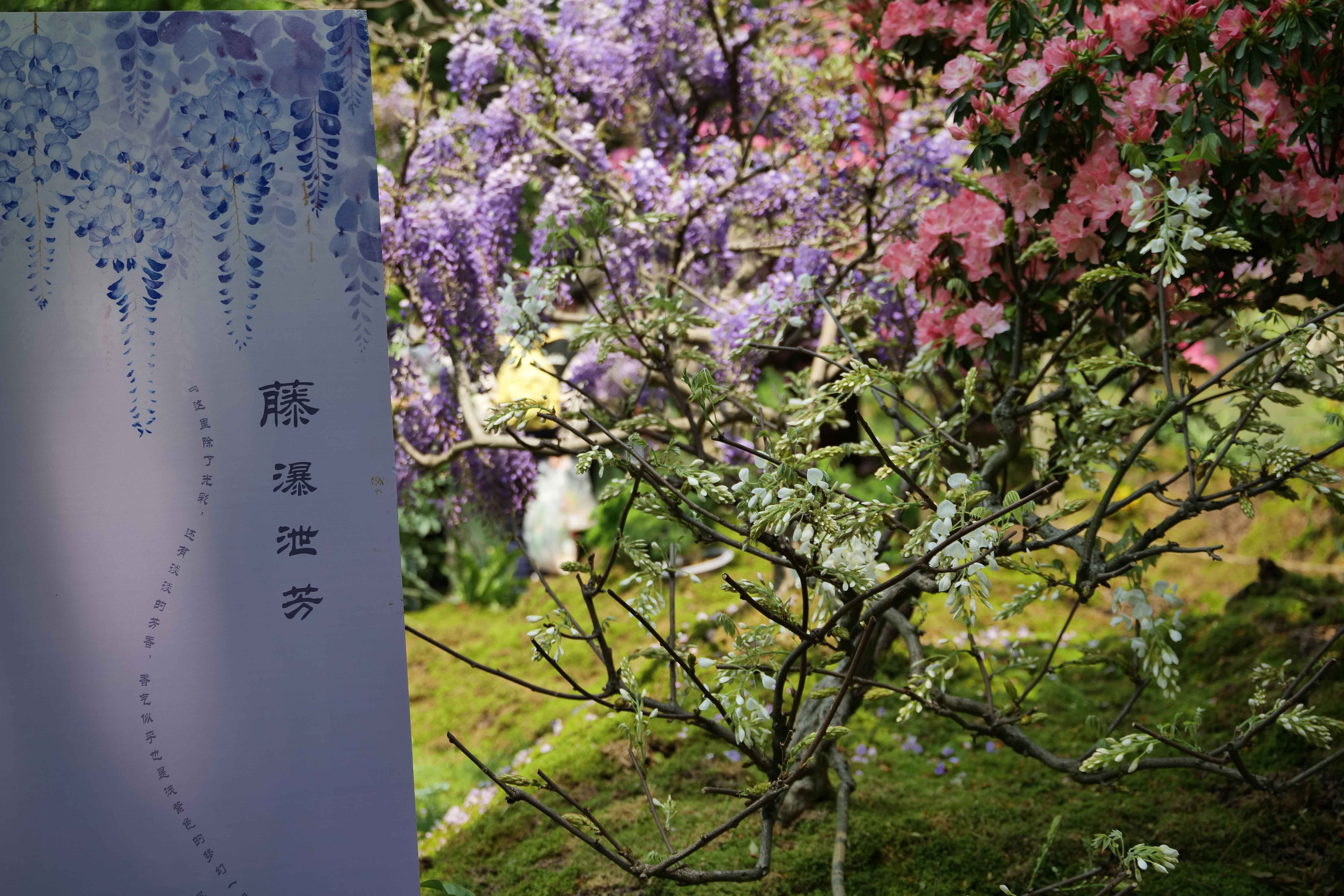 人文花展|太子灣公園花事新焦點(diǎn)，紫藤花開迎客，燦若云霞！